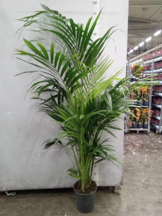 <h4>Howea forsteriana</h4>