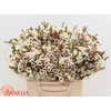 Chamelaucium Moonlight Delight