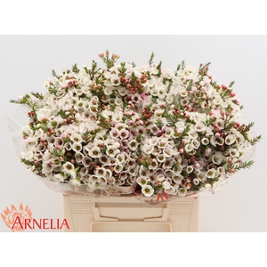 Chamelaucium Moonlight Delight