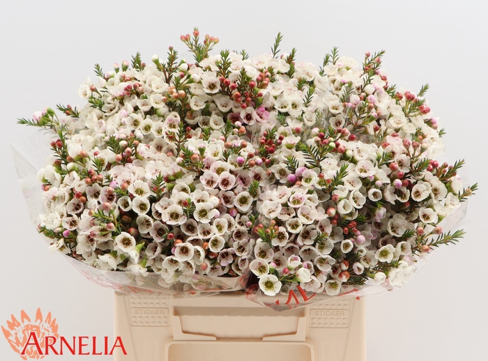 <h4>Chamelaucium Moonlight Delight</h4>