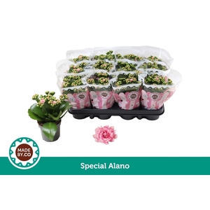 Kalanchoe Calandiva Weaver