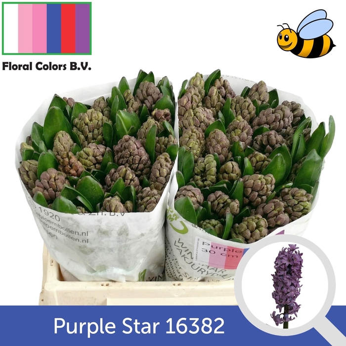 <h4>HYAC PURPLE STAR</h4>