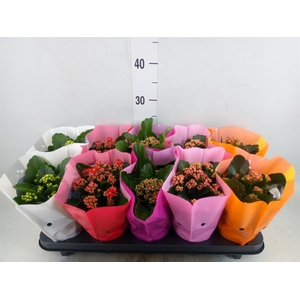 Kalanchoe blos. 'Perfecta'  ..mix 5