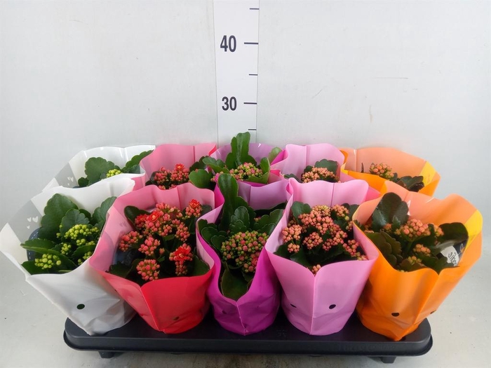 <h4>Kalanchoe blos. 'Perfecta'  ..mix 5</h4>