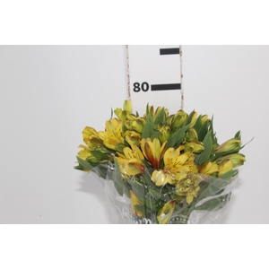 ALSTROEMERIA CARIBBEAN 080 CM