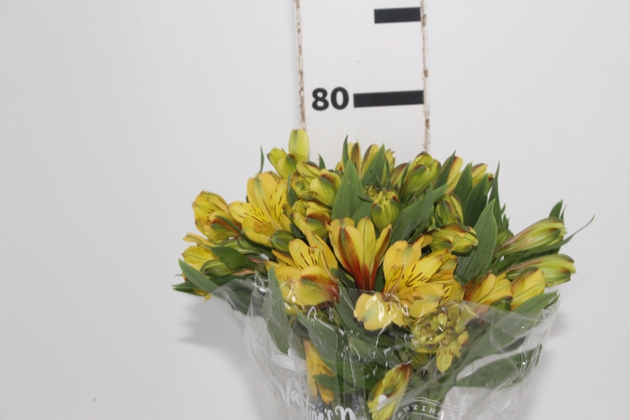 <h4>ALSTROEMERIA CARIBBEAN 080 CM</h4>