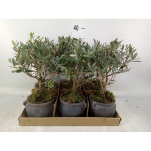 Arr.   Tuinplanten L%