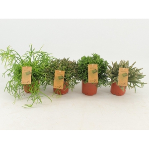 Rhipsalis gemengd