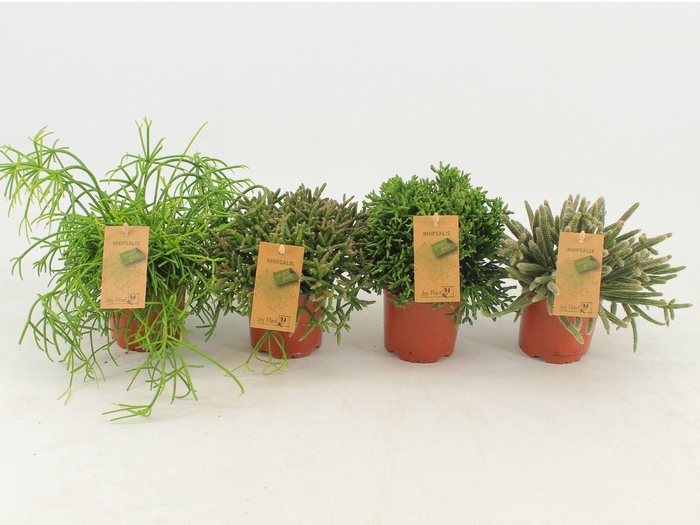 <h4>Rhipsalis gemengd</h4>