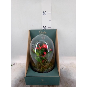 Arr. Anthurium H%