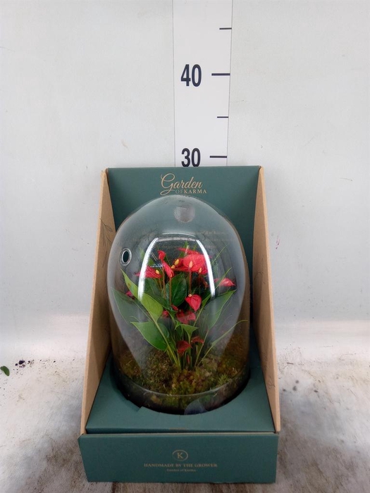 <h4>Arr. Anthurium H%</h4>