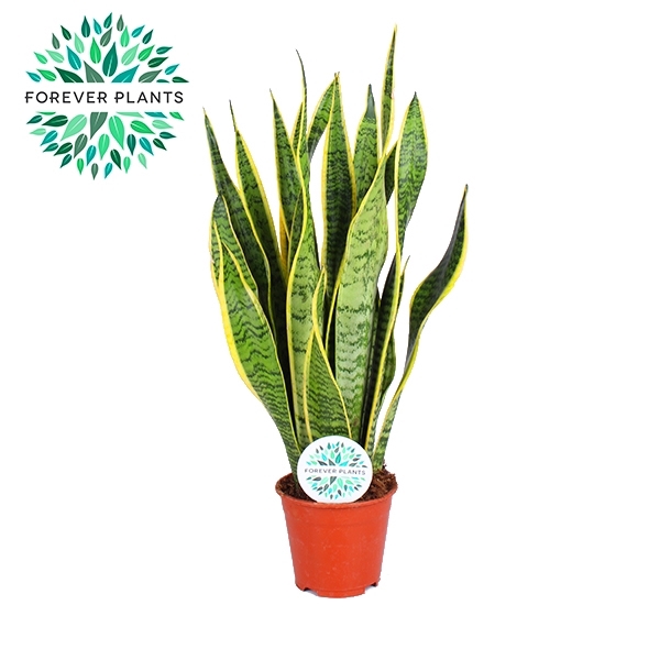 <h4>Sansevieria Laurentii p14 (niet MPS gecertificeerd)</h4>