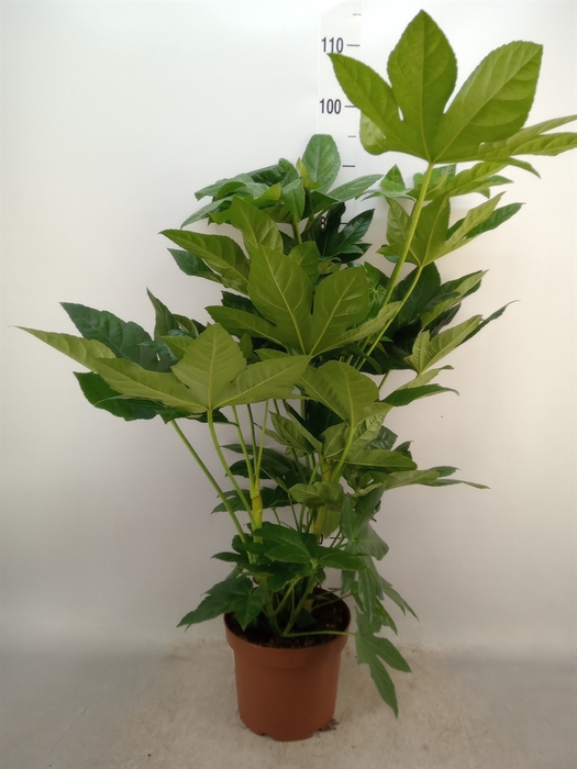 <h4>Fatsia japonica</h4>