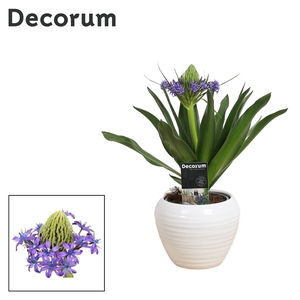 Scilla Peruviana in Ompot Melanie (Decorum)