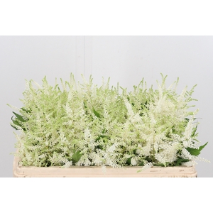 Astilbe Washingthon