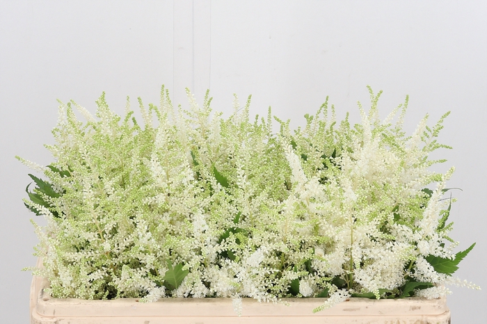 <h4>Astilbe Washingthon</h4>