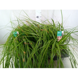 Carex oshimensis 'Everco Everlime'