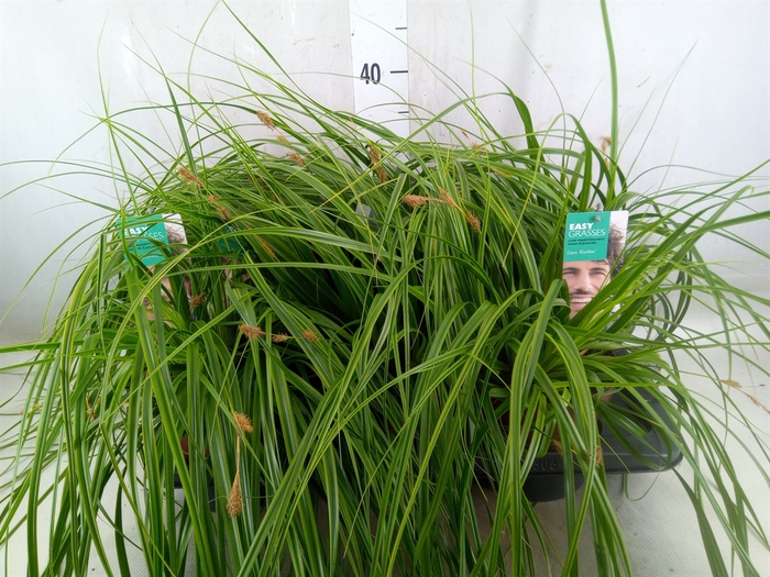 <h4>Carex oshimensis 'Everco Everlime'</h4>