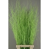 Betula paint green