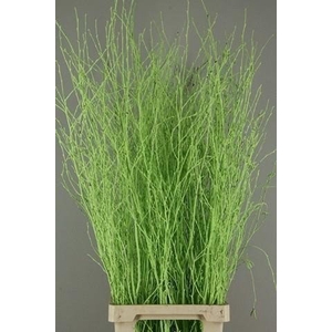 Betula paint green