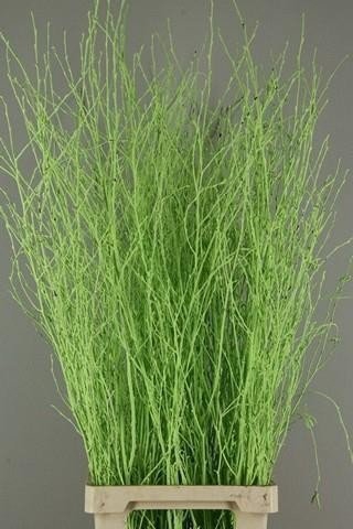 <h4>Betula paint green</h4>