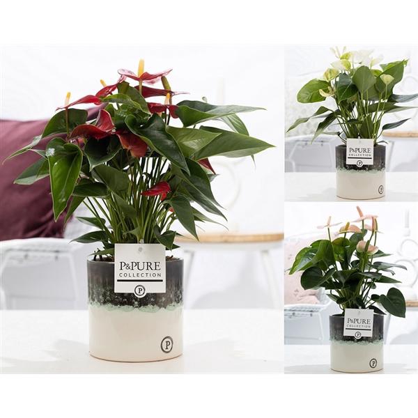 <h4>Anthurium mix in P&PURE Illusion ceramics;</h4>