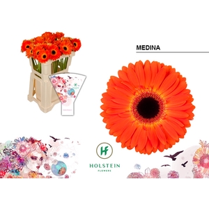 Gerbera Medina Water