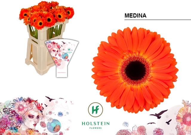 <h4>Gerbera Medina Water</h4>