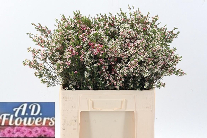 <h4>Cham Un M Sweet 16</h4>