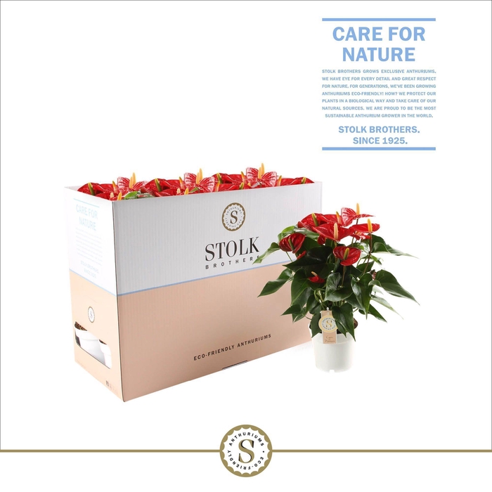 <h4>Red Champion 14cm in Ecobox</h4>
