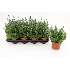 Lavandula Angustifolia Spear Blue