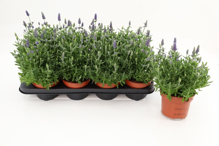 <h4>Lavandula Angustifolia Spear Blue</h4>