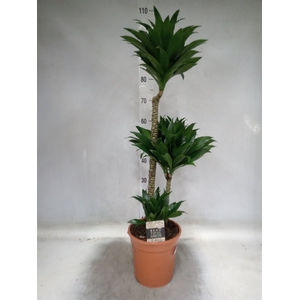 Dracaena frag. 'Compacta'