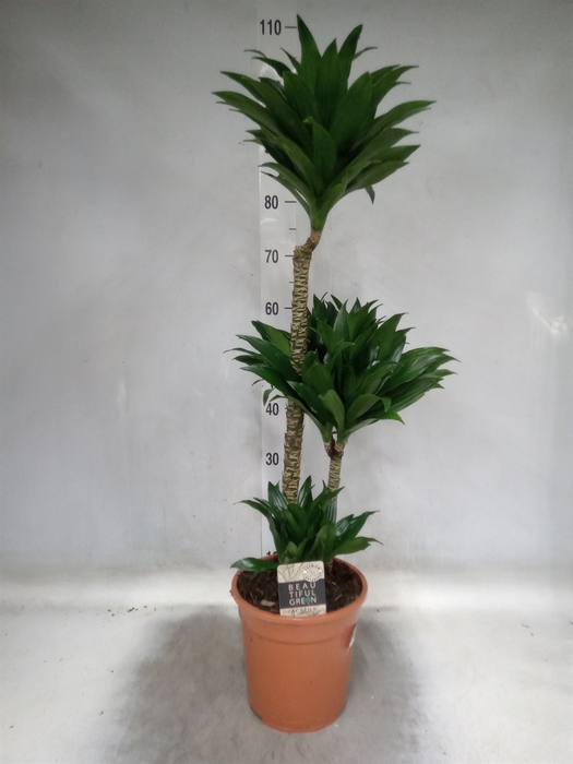 <h4>Dracaena frag. 'Compacta'</h4>