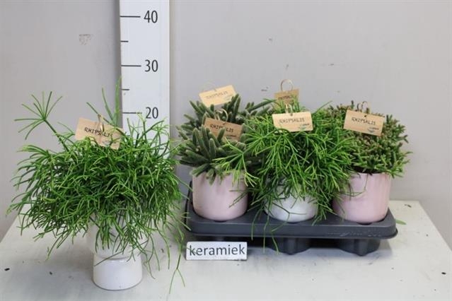 Rhipsalis burchellii mixed (Cites) 10,5Ø 25cm