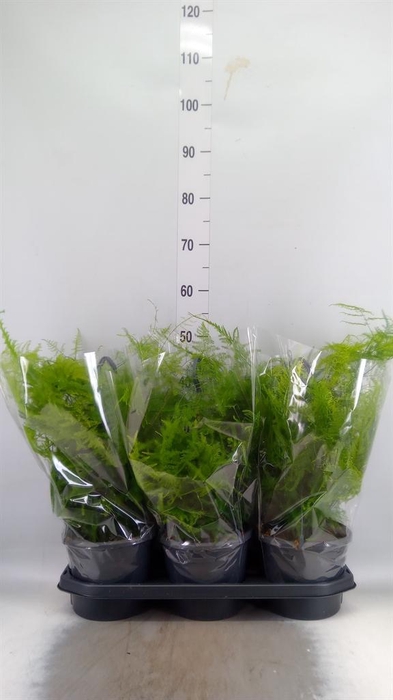 <h4>Asparagus setaceus</h4>