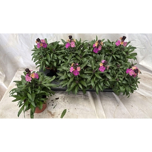 ERYS LEY PURPLE GLOW