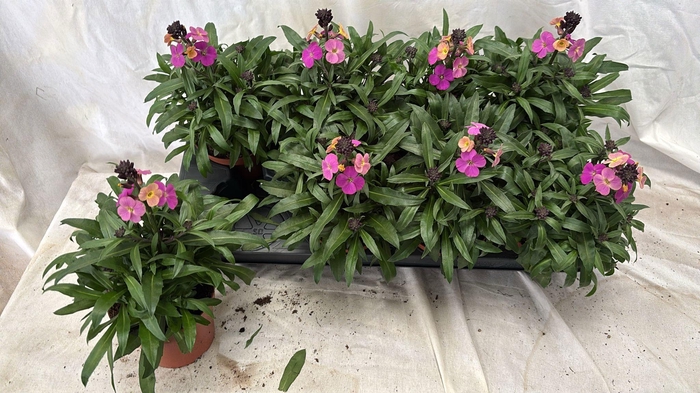 <h4>ERYS LEY PURPLE GLOW</h4>