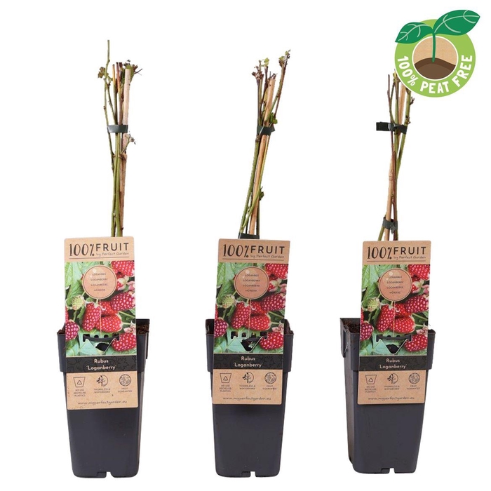 <h4>Rubus Thornless Loganberry</h4>