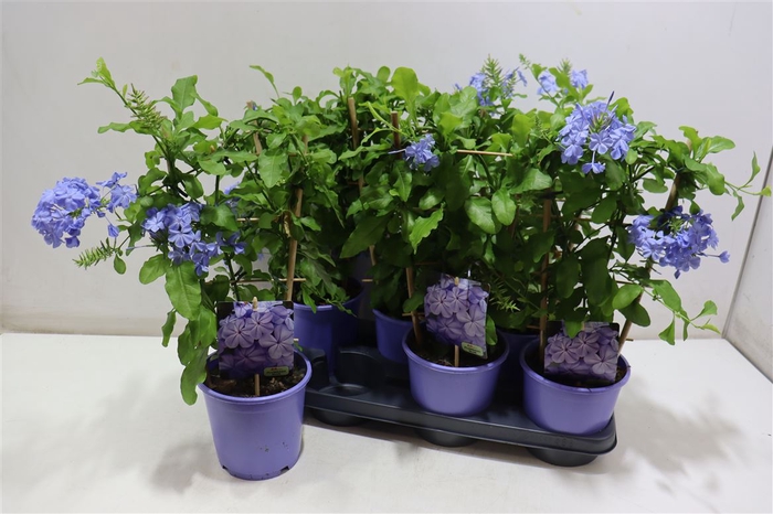 <h4>arr8 Plumbago Auriculata</h4>