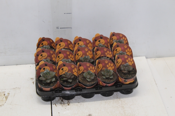 <h4>ECHEVERIA DIONYSOS P06</h4>