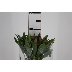 ALSTROEMERIA STRATUS 080 CM