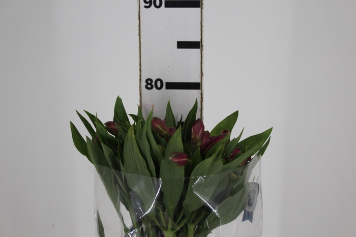 <h4>ALSTROEMERIA STRATUS 080 CM</h4>