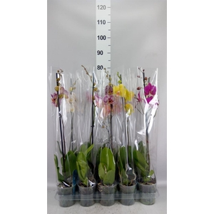 Phalaenopsis   ...mix  5