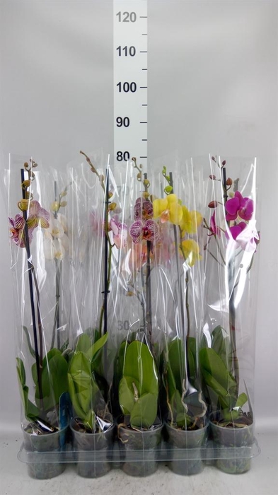 <h4>Phalaenopsis   ...mix  5</h4>