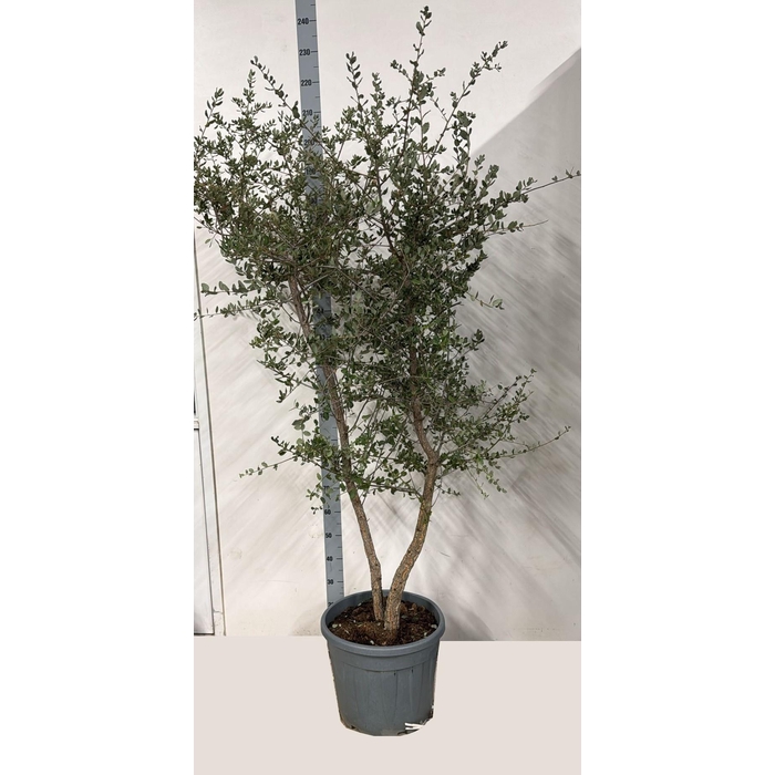 <h4>QUER ILEX</h4>