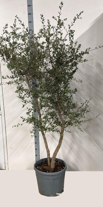 <h4>QUER ILEX</h4>