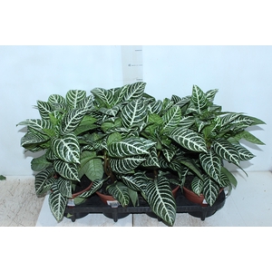APHELANDRA P15 SEM FLOR