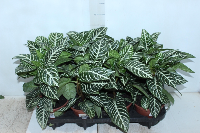<h4>APHELANDRA P15 SEM FLOR</h4>