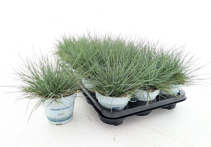 arr8 Fest Gl Compact Blue